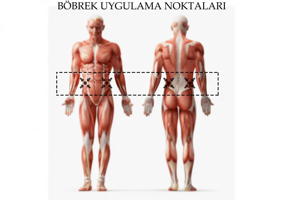 Böbrek Hastalıkları