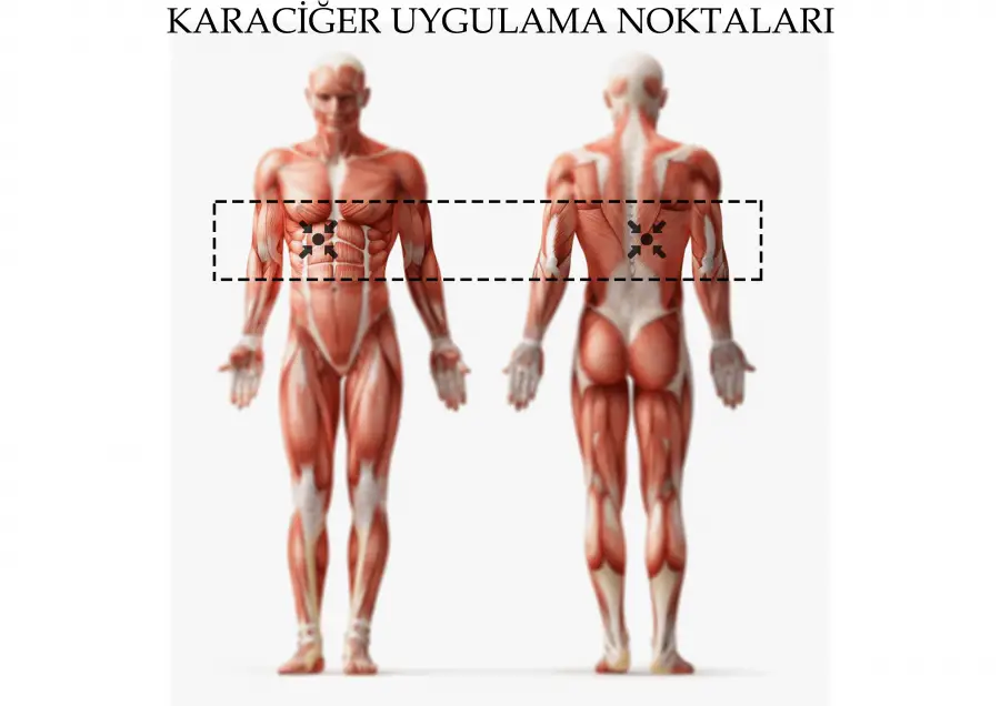 Karaciğer Uygulama Noktaları